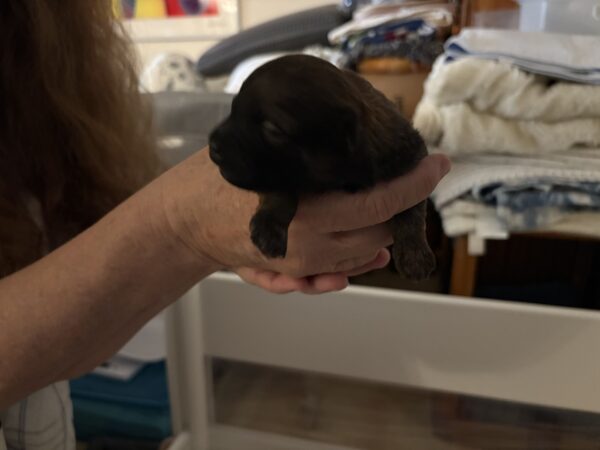 Popeye - Image 2