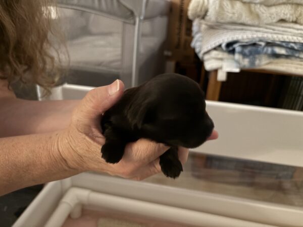 Sweet Pea